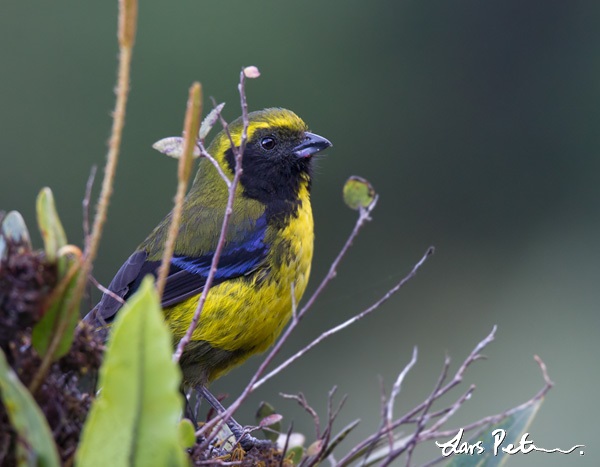 Masked Mountain Tanager